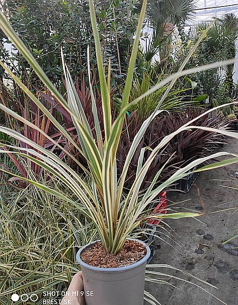 Cordyline australis torbay dazzler